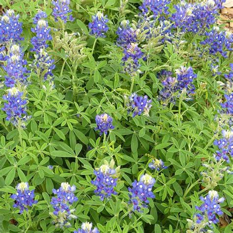 Flowers Types Bluebonnet Best Flower Site