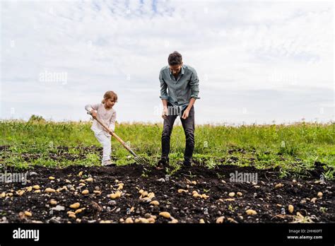 Daughter Using Pitchfork By Father In Field Stock Photo Alamy