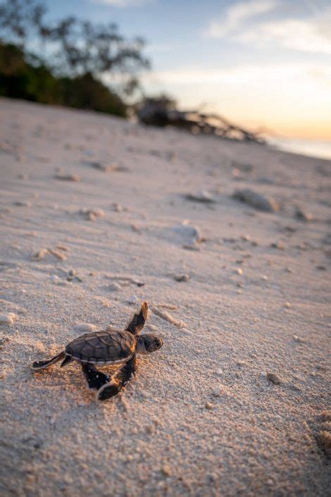 Turtle Season Turtle Breeding Turtle Hatching Bundaberg