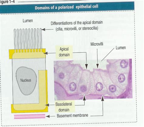 Lecture Histology Epithelium And Connective Tissue Flashcards Quizlet