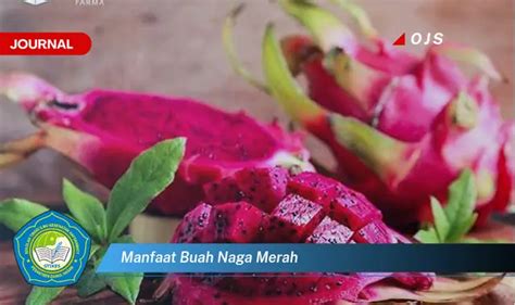 Ketahui Manfaat Buah Naga Merah Yang Jarang Diketahui