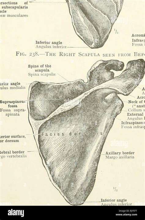 Fossa Infraspinosa Des Schulterblatts