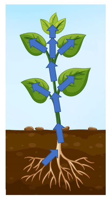 Diagram Of Water Moving Up A Flower Stem How Plants Transpor