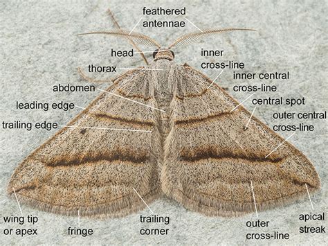 Lepidoptera Anatomy