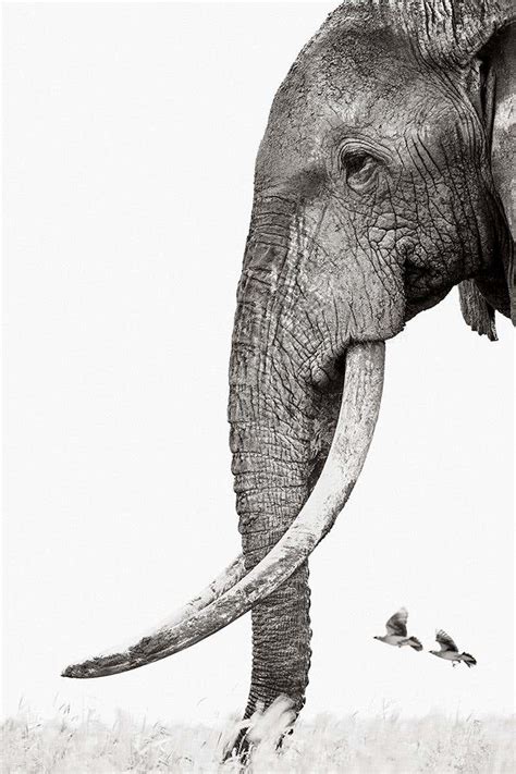 Elephant Tusks | 1stDibs