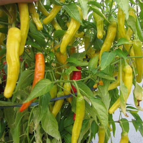 Hot Pepper Hungarian Yellow Wax St Clare Heirloom Seeds