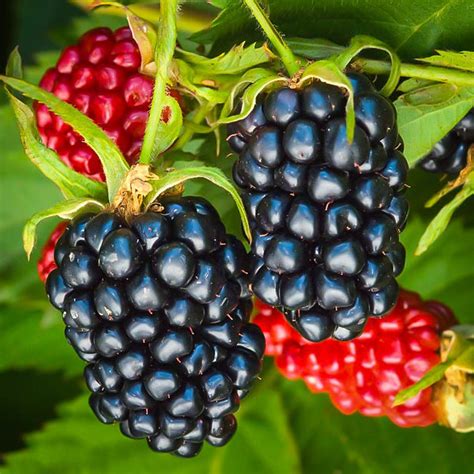 Apache Thornless Blackberry Bushes For Sale The Tree Center