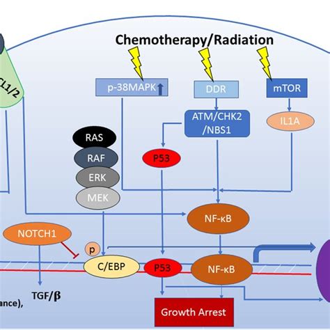 The Senescence Associated Secretory Phenotype Sasp Is Regulated By An