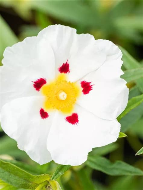 Cistus Purpureus Alan Fradd Zistrose Alan Fradd Baumschule