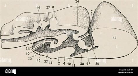 Mammillary Process Hi Res Stock Photography And Images Alamy