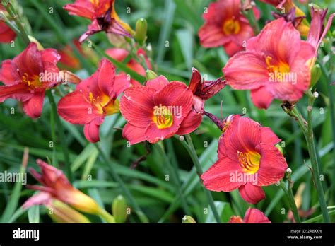 Hemerocallis Hybrid Daylily Little Zinger In Flower Stock Photo Alamy
