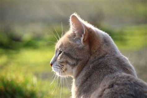 Hair Loss In Cats Causes And Treatment Canna Pet®
