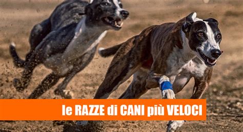 Gli animali più veloci del mondo più veloci di una Ferrari