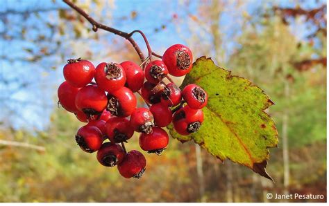 Hawthorn berries: identify, harvest, and make an extract - One Acre Farm