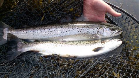 Brown Trout Ness And Beauly Fisheries Trust