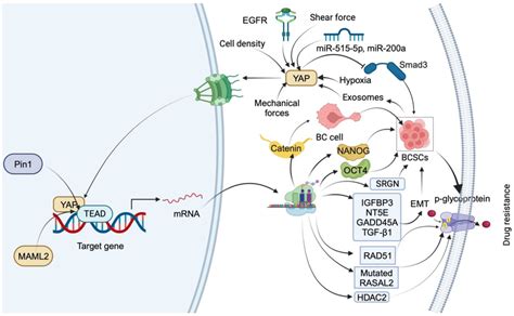 Regulation Of Cancer Promoting Role Of YAP In Breast Cancer YAP