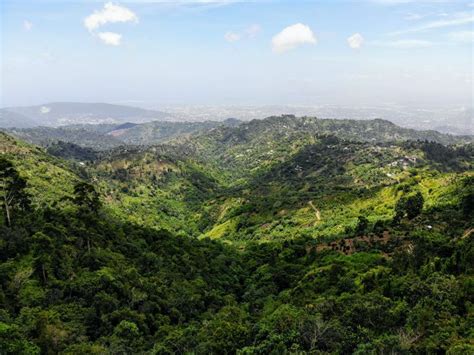 Le Blue Mountain de Jamaique Le meilleur café du monde