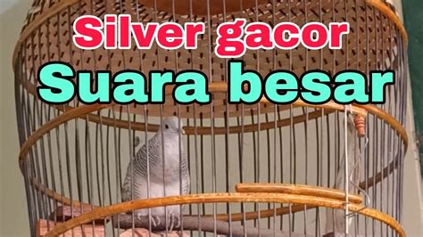 Perkutut Silver Gacor Perkutut Silver Manggung Suara Besar Cocok Untuk