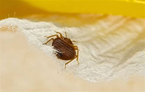 Eliminating Bed Bugs Strategies For Effective Bed Bug Control For Your