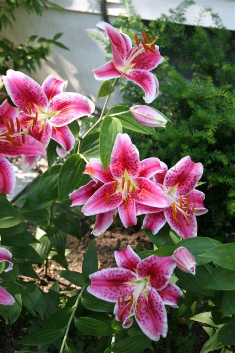 Planting Oriental And Asiatic Lilies Gardening Lily Garden Garden