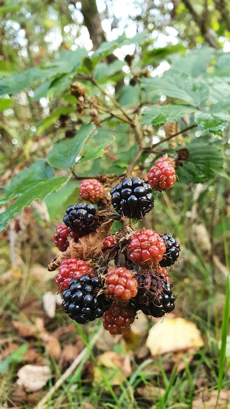 Blackberries Fall Harvest Free Photo On Pixabay Pixabay