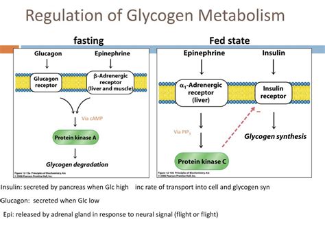 PPT - Glycogen Metabolism PowerPoint Presentation, free download - ID ...