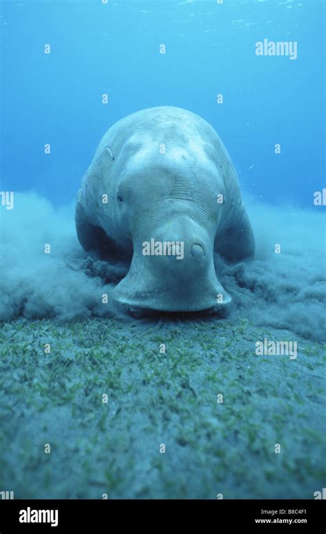 Dugong Fotos und Bildmaterial in hoher Auflösung Seite 3 Alamy