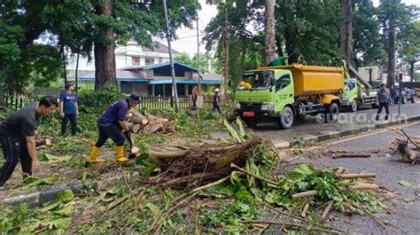 Hujan Deras Dan Angin Kencang Tumbangkan Pohon Di Kota Padang