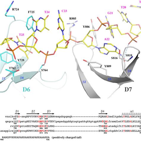 The Interaction Of The C Terminal Domains Of Msmtop With Ssdna A