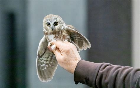 [FULL] Saw-whet Owl Banding - WI Campus - Carpenter Nature Center