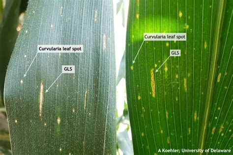 Corn Disease Update Weekly Crop Update