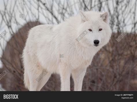 Wild Alaskan Tundra Image & Photo (Free Trial) | Bigstock