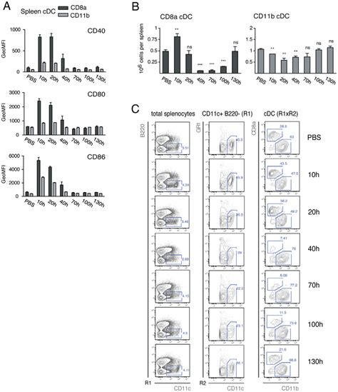 Kinetics Of Polyic Induced Activation And Loss Of Splenic Cdc Subsets Download Scientific