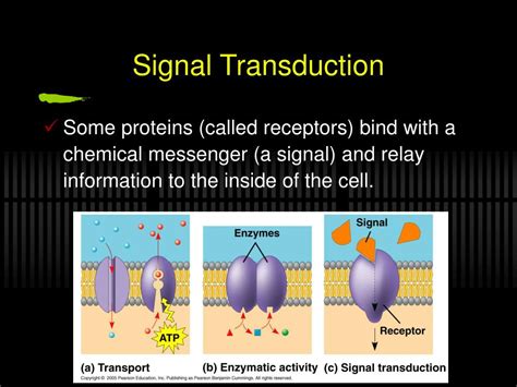 Ppt Chapter Membrane Structure And Function Powerpoint