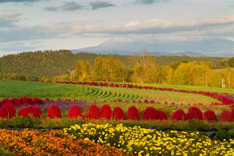 Purple Waves of Furano: Traveler's Guide to Hokkaido's Lavender Fields ...