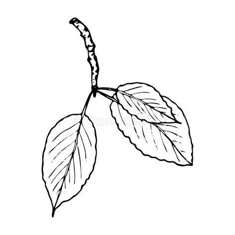 Two Cherries with a Leaf, Sketch. Just a Childish Drawing, Coloring ...