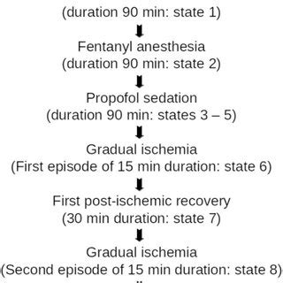 Experimental protocol of pig model of sedation and gradual ischemia ...