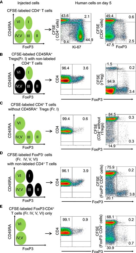 Functional Delineation And Differentiation Dynamics Of Human Cd T