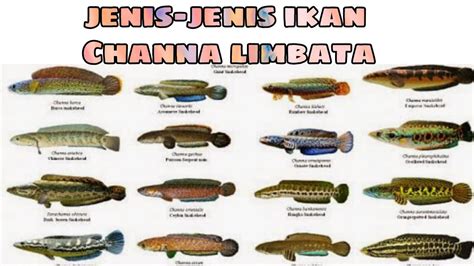 Jenis Jenis Ikan Channa Limbata YouTube