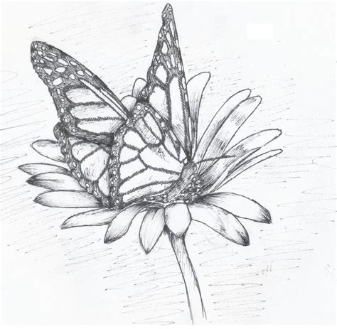 Beautiful Easy Pencil Drawings Of Flowers And Butterflies ...