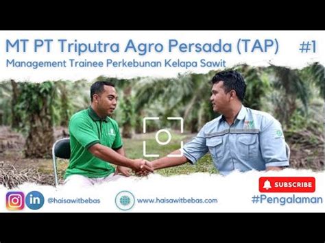 Mt Triputra Ngapain Aja Belajar Panen Sendiri Management Trainee Tap