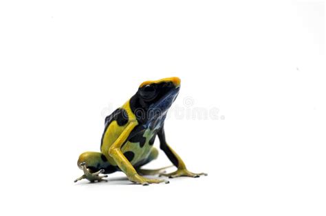 Amazing Poison Dart Frog Isolated on White Background Stock Image ...