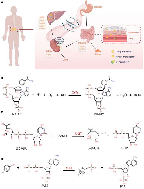 Frontiers Analyzing The Metabolic Fate Of Oral Administration Drugs