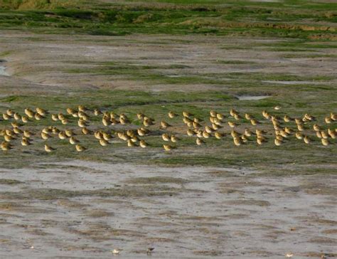 Mersea Wildlife Breezy Along Strood