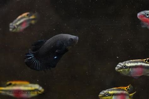 Super Black Plakat Betta Male Betta Splendens Dans Fish