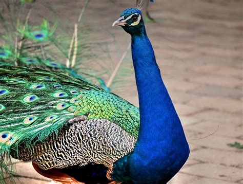 Bildet natur fugl dyreliv nebb fargerik fauna påfugl virveldyr