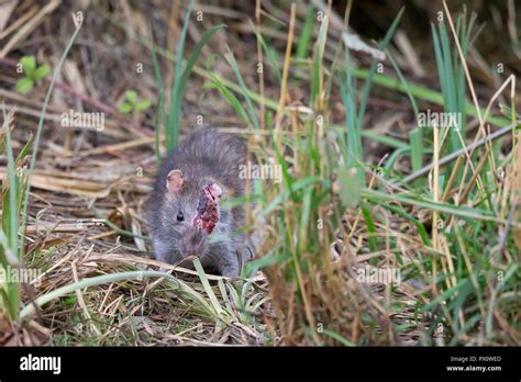 Close Up Of Horribly Injured Common Brown Rat Rattus Norvegicus