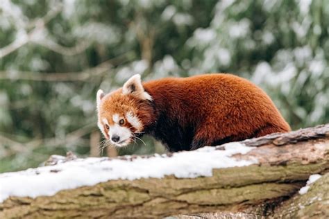 Premium Photo Red Panda Climbs A Tree In Winter With Green Bushes In