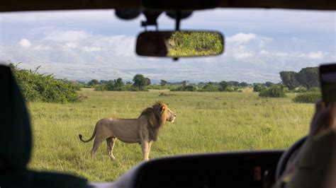 Lion Tracking In Uganda Queen Elizabeth National Park Safari