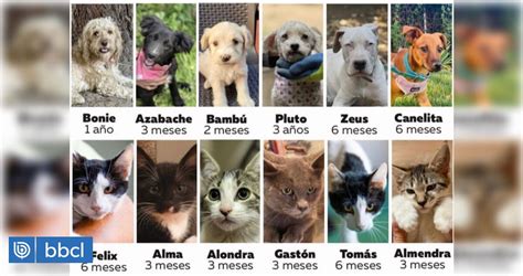 Este S Bado Realizar N Jornada De Adopci N De Perros Y Gatos En Las